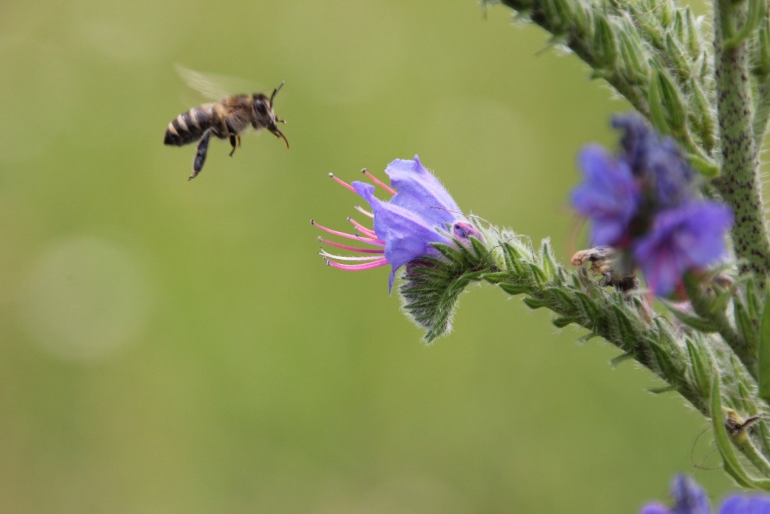 Жителей Тверской области приглашают поучаствовать в проекте «Цветы природы»