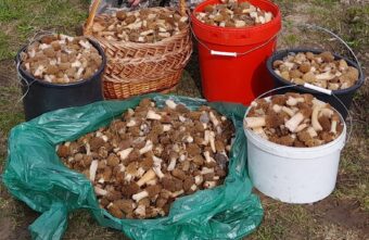 Житель Тверской области установил первый в грибном сезоне рекорд Житель Тверской области установил первый в грибном сезоне рекорд