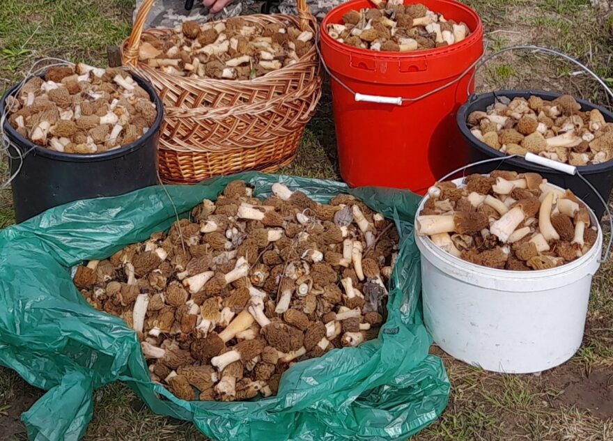 Житель Тверской области установил первый в грибном сезоне рекорд