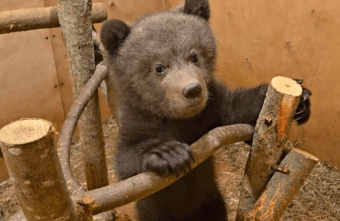 Медвежонок из Тверской области выбрал кашу, а не спорт Медвежонок из Тверской области выбрал кашу, а не спорт