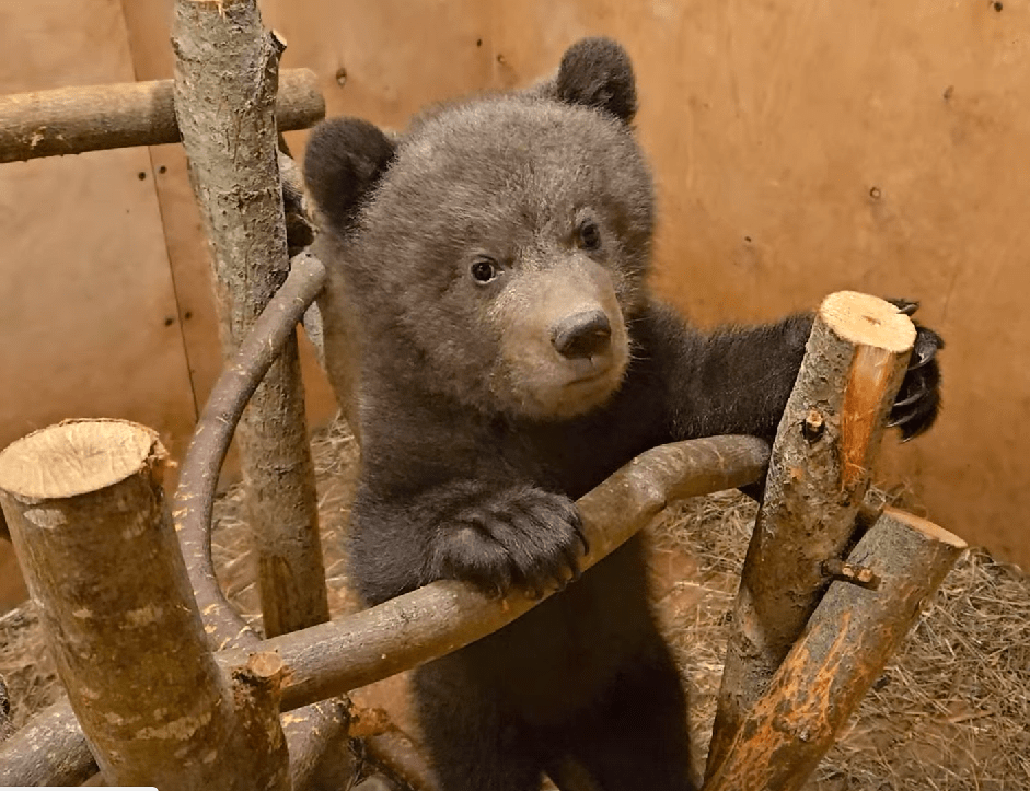 Медвежонок из Тверской области выбрал кашу, а не спорт