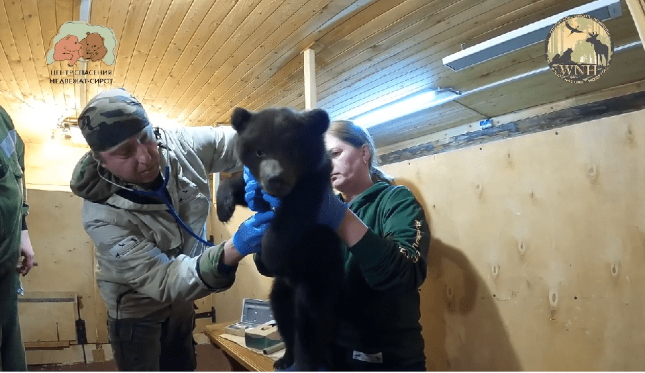 Медвежата-тройняшки в Тверской области прошли первый медосмотр