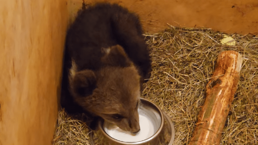 В Тверской области спасают жизнь маленького медвежонка