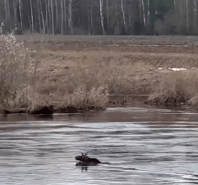Лоси открыли купальный сезон под Тверью
