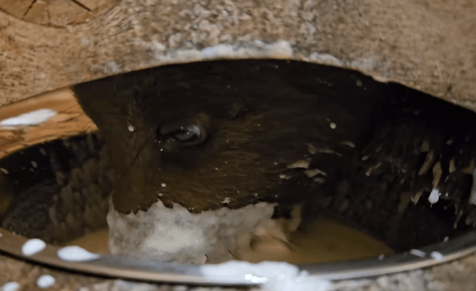 Биологи в Тверской области сняли на видео медвежьих девочек-грязнуль   