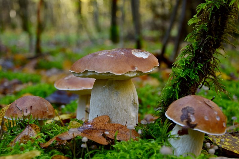 Эксперт рассказал о наступлении грибного сезона в Тверской области