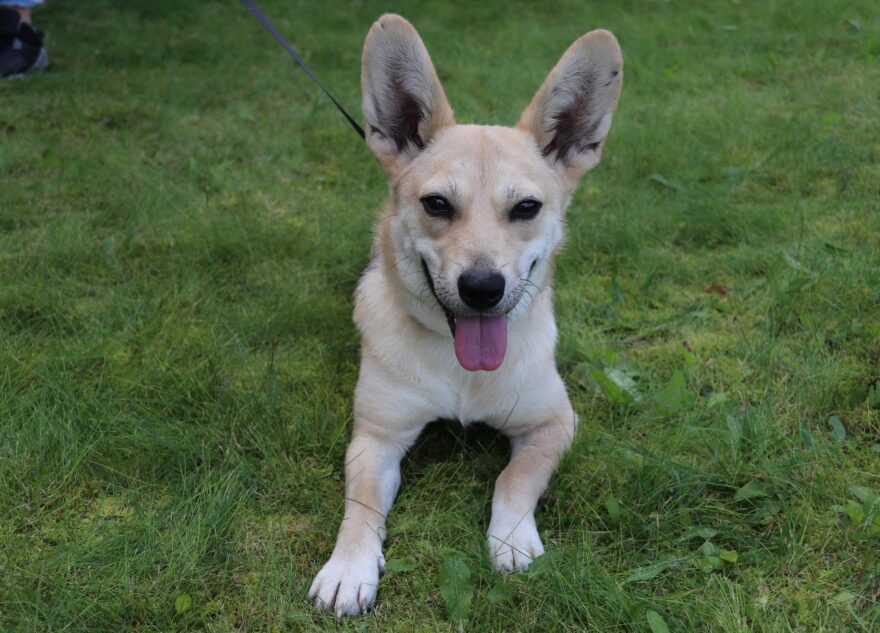 Тверской филиал ФГБУ «ВНИИЗЖ» приглашает специалистов ветеринарных клиник принять участие в семинаре