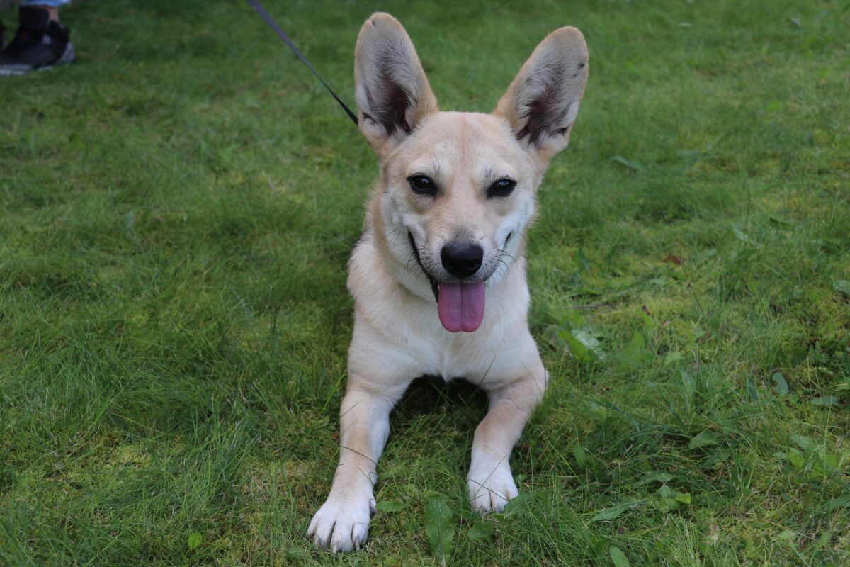 Тверской филиал ФГБУ «ВНИИЗЖ» приглашает специалистов ветеринарных клиник принять участие в семинаре