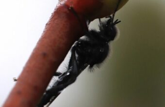 Жителям Тверской области показали необычных мух Жителям Тверской области показали необычных мух