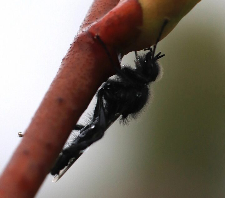 Жителям Тверской области показали необычных мух