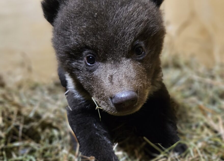 В Тверскую область везут еще одного осиротевшего медвежонка