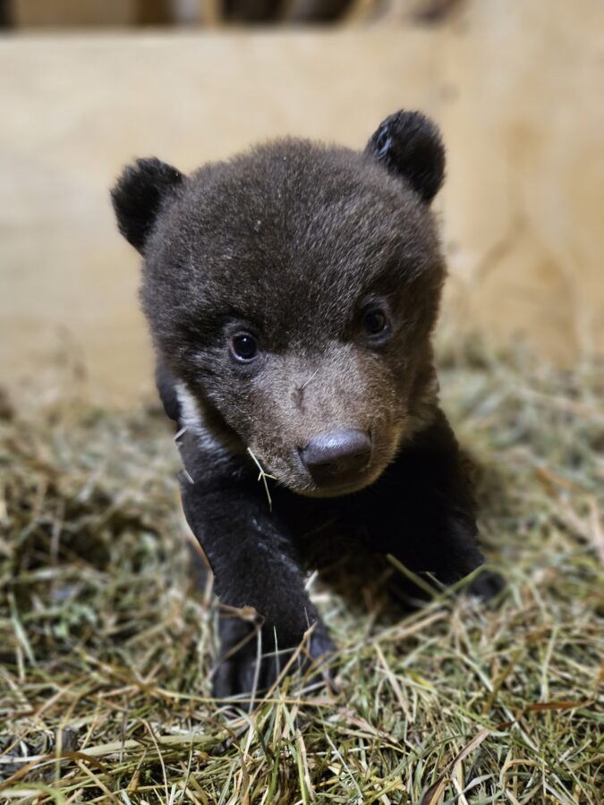 В Тверскую область везут еще одного осиротевшего медвежонка