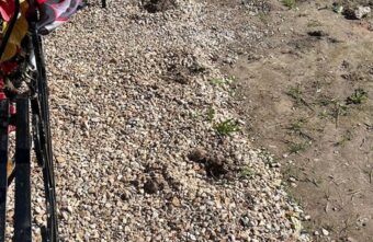 В Тверской области неизвестные выкопали туи на Аллее Славы