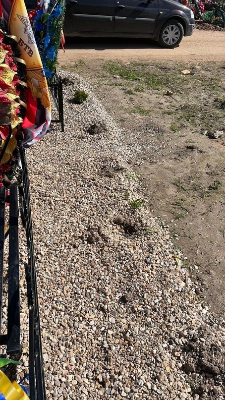 В Тверской области неизвестные выкопали туи на Аллее Славы