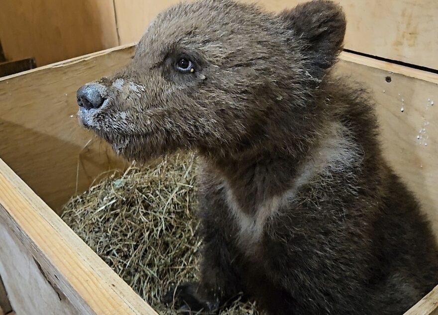 В Тверскую область привезли медвежонка, найденного у дороги