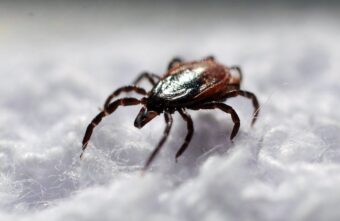 В Тверской области клещи покусали больше 300 детей В Тверской области клещи покусали больше 300 детей