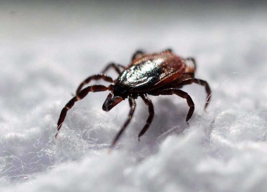 В Тверской области клещи покусали больше 300 детей