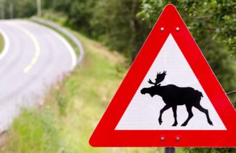 Бесстрашные лоси в Тверской области перекрыли движение