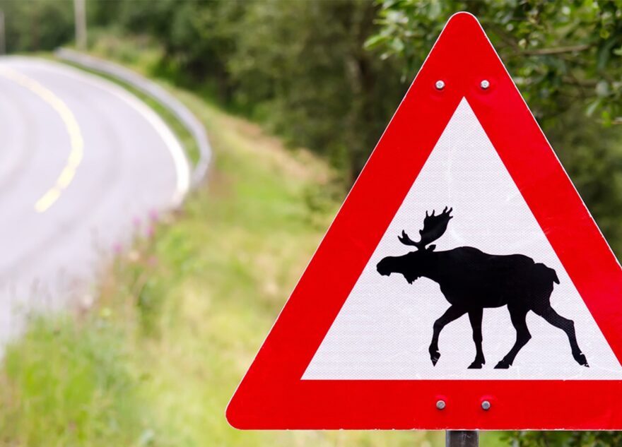 Бесстрашные лоси в Тверской области перекрыли движение