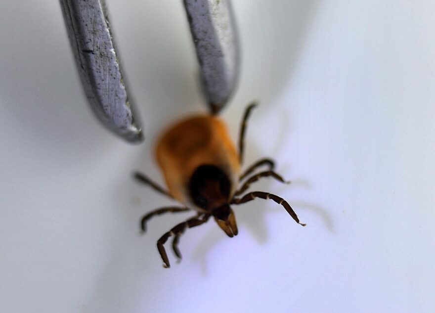 Клещи в Тверской области становятся менее активными