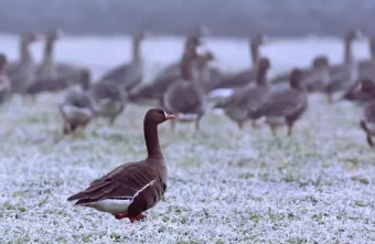 В Тверской области мужчина незаконно расстреливал в деревне гусей В Тверской области мужчина незаконно расстреливал в деревне гусей