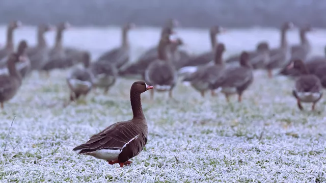В Тверской области мужчина незаконно расстреливал в деревне гусей