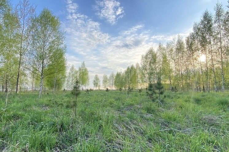 В Оленинском округе обнаружили тела двух красноармейцев, павших в Ржевской битве