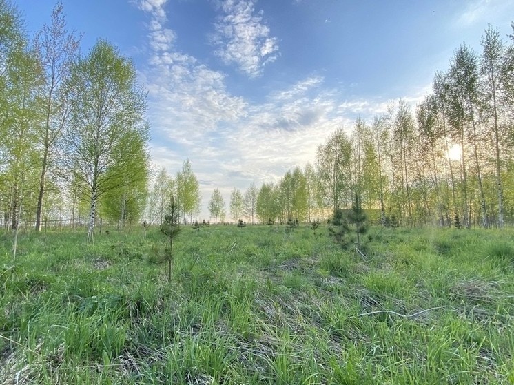 В Оленинском округе обнаружили тела двух красноармейцев, павших в Ржевской битве