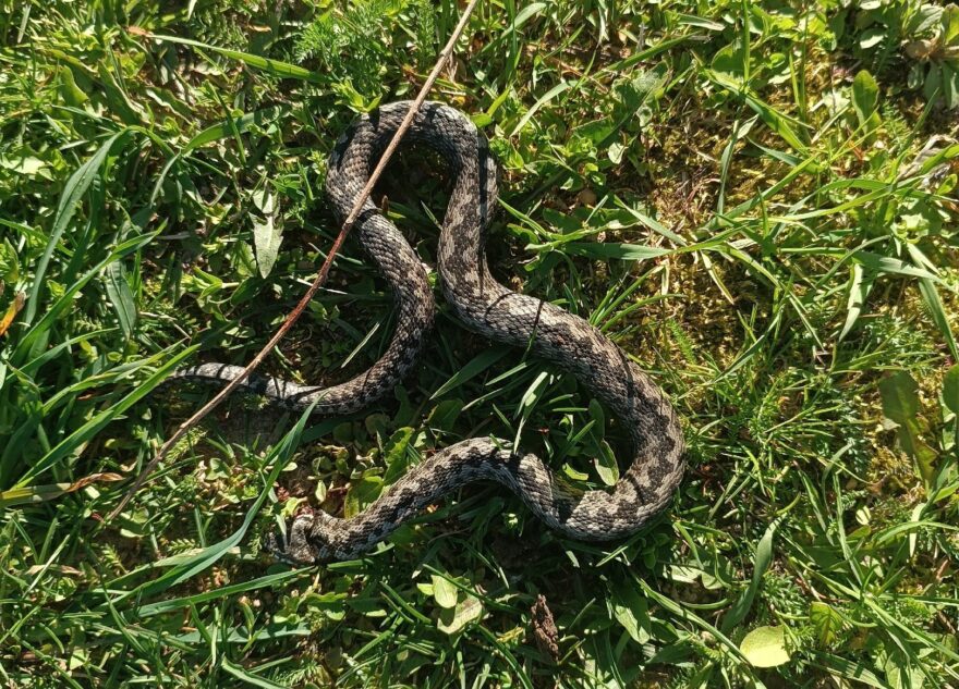 В Тверской области продолжается нашествие огромных ядовитых змей