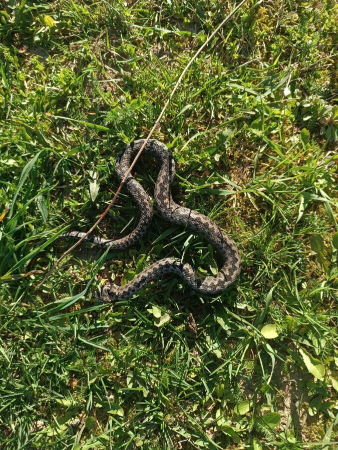 В Тверской области продолжается нашествие огромных ядовитых змей