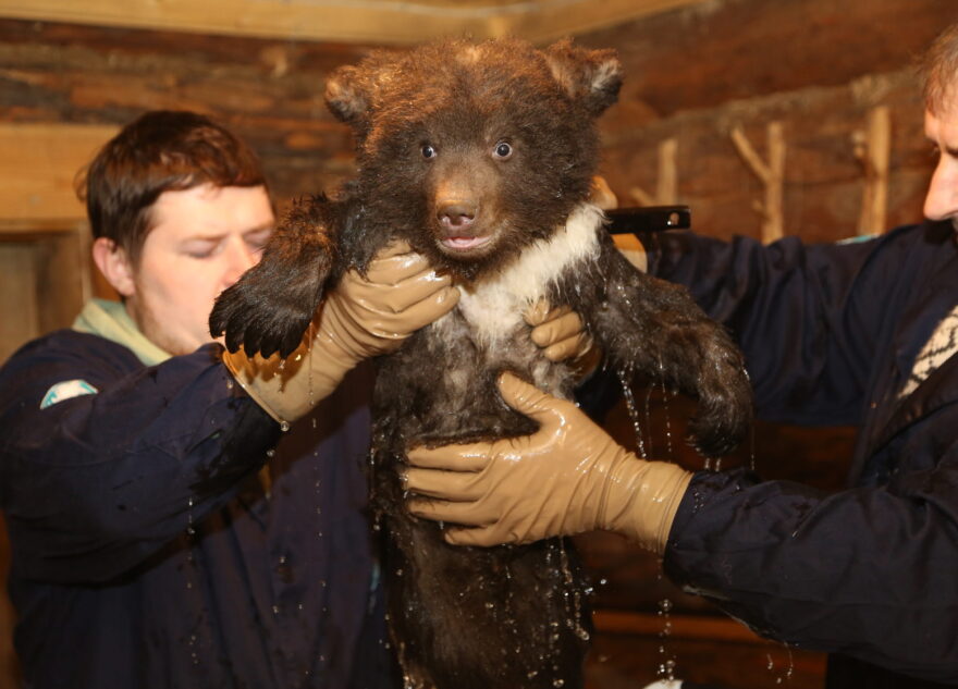Из Сибири до Тверской области медвежонок добирался на самолёте: видео