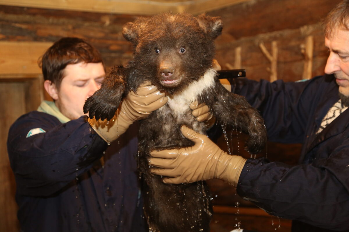 Из Сибири до Тверской области медвежонок добирался на самолёте: видео