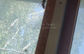 Тверскую область атакуют смертельно опасные насекомые Тверскую область атакуют смертельно опасные насекомые