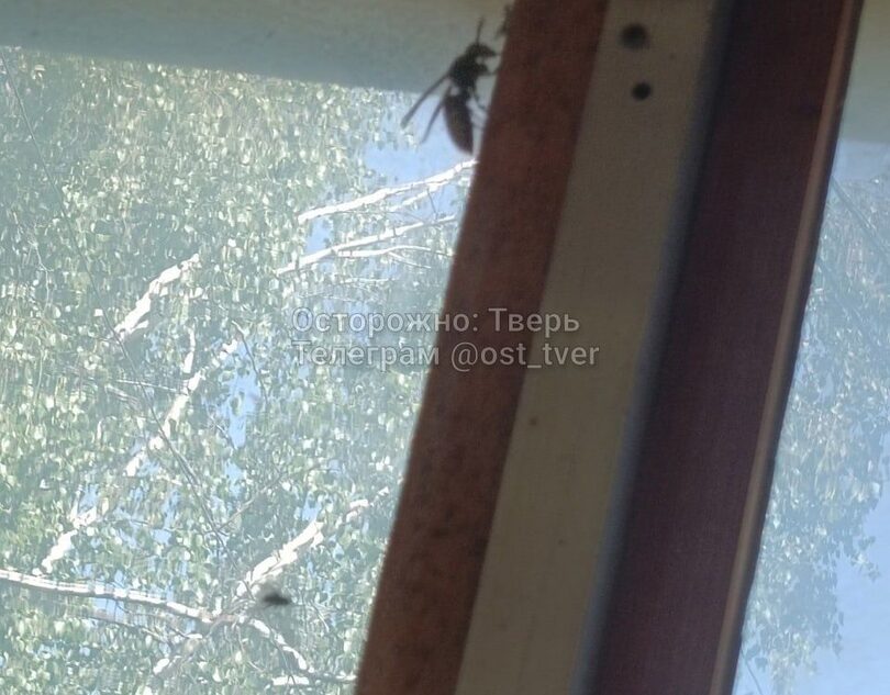 Тверскую область атакуют смертельно опасные насекомые