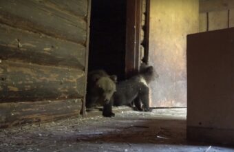 В Тверской области в Центр спасения медвежат-сирот поступили Пух и Пятачок