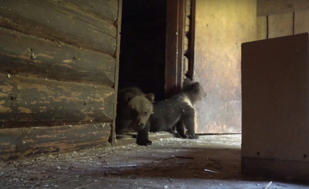 В Тверской области в Центр спасения медвежат-сирот поступили Пух и Пятачок