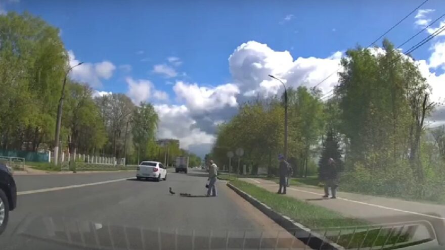 Тверитяне помогли утиной семье перейти дорогу