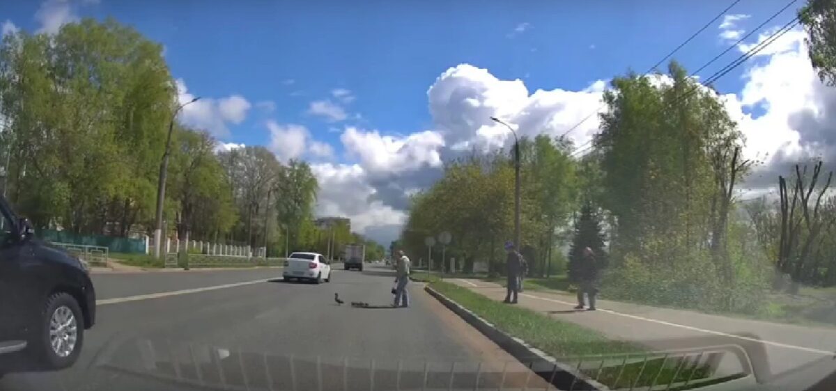 Тверитяне помогли утиной семье перейти дорогу