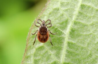 В Тверской области клещи покусали уже полтысячи человек В Тверской области клещи покусали уже полтысячи человек