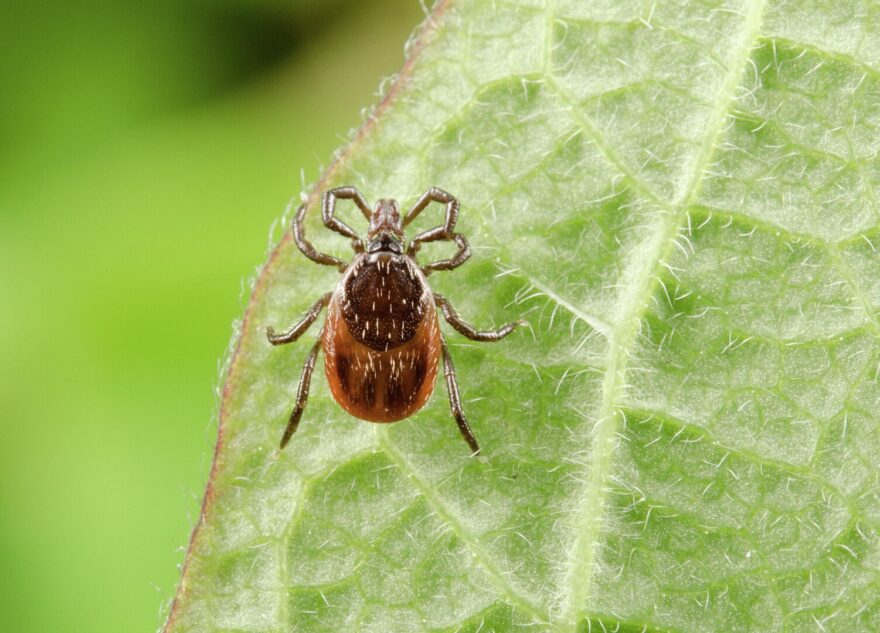 В Тверской области клещи покусали уже полтысячи человек