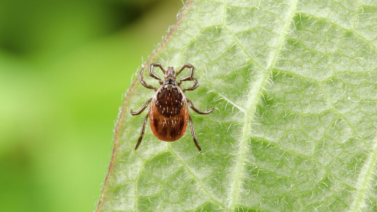В Тверской области клещи покусали уже полтысячи человек