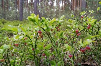 В лесах Тверской области зацвела черника