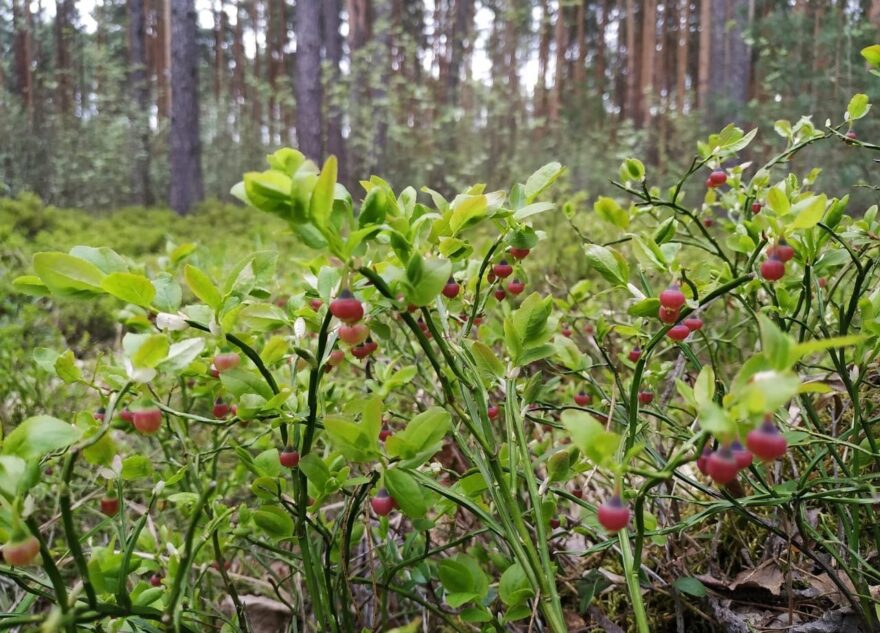 В лесах Тверской области зацвела черника