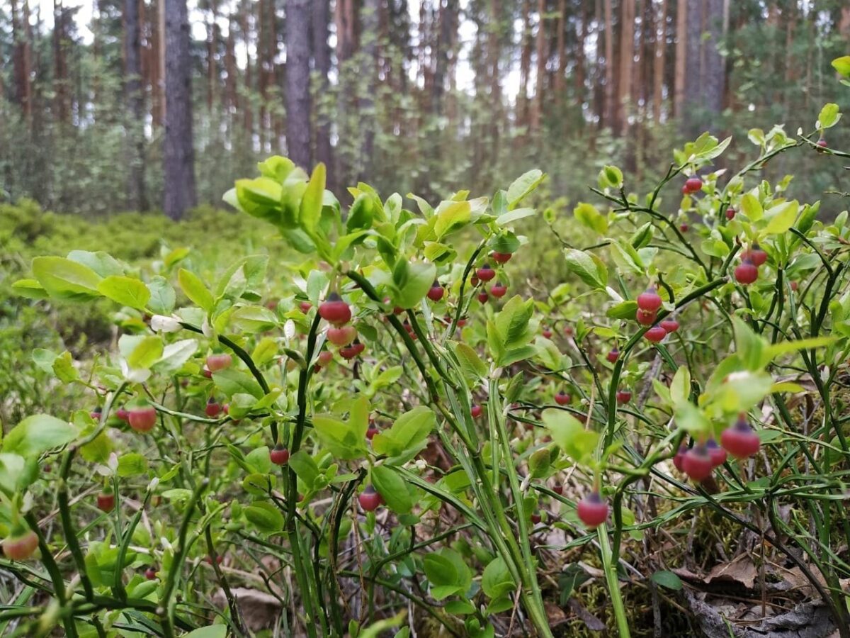 В лесах Тверской области зацвела черника