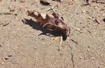 Жители Тверской области встретили возле озера странную бабочку Жители Тверской области встретили возле озера странную бабочку