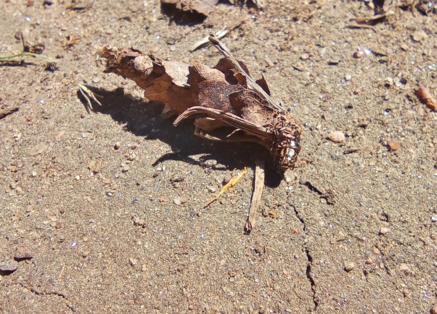 Жители Тверской области встретили возле озера странную бабочку