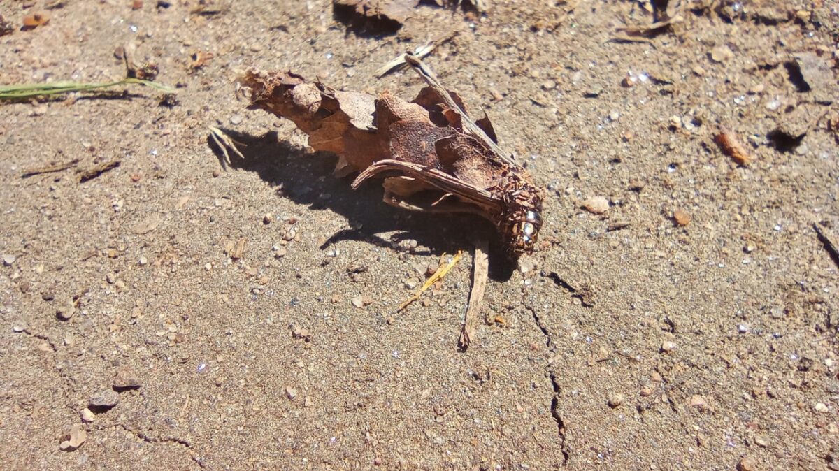 Жители Тверской области встретили возле озера странную бабочку
