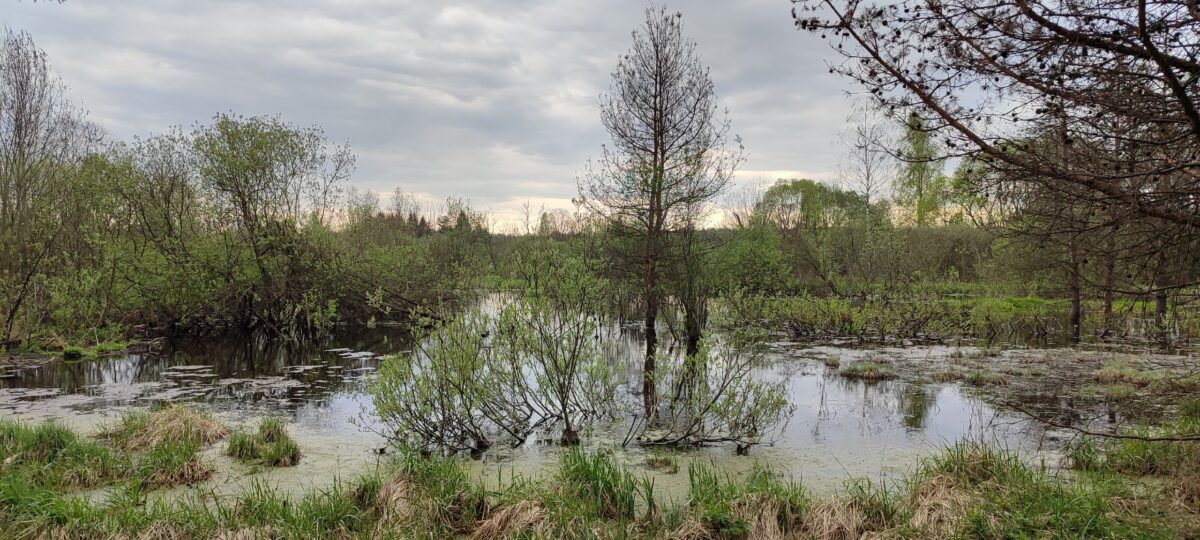 Под Тверью речка Малица затапливает коттеджный поселок