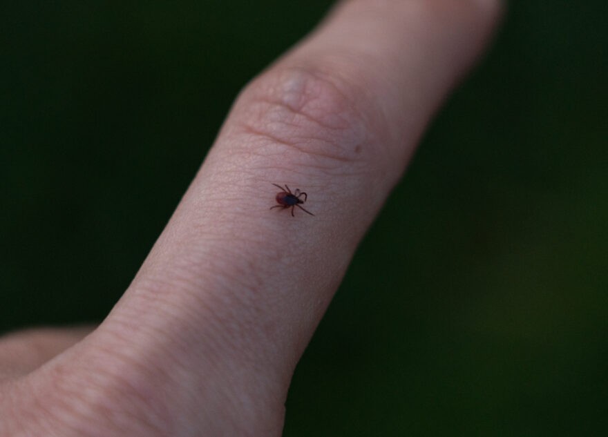 Больше 400 детей покусали клещи в Тверской области