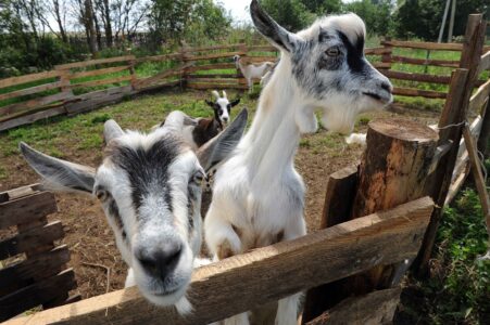 Фермеры Тверской области вновь смогут получить грант «Агростартап»